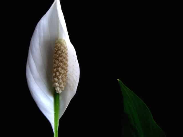 Peace_Lily
