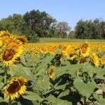 field-of-sunflowers-ofallon