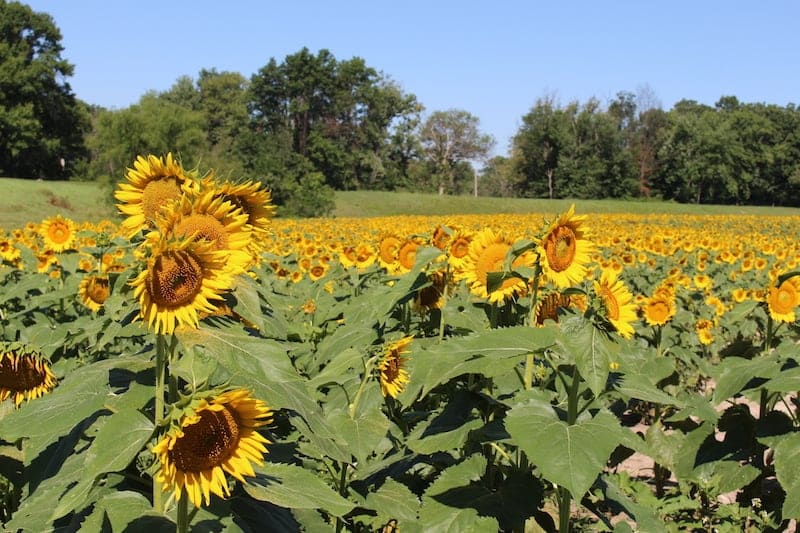 field-of-sunflowers-ofallon