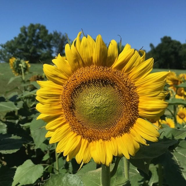 large-sunflower-head