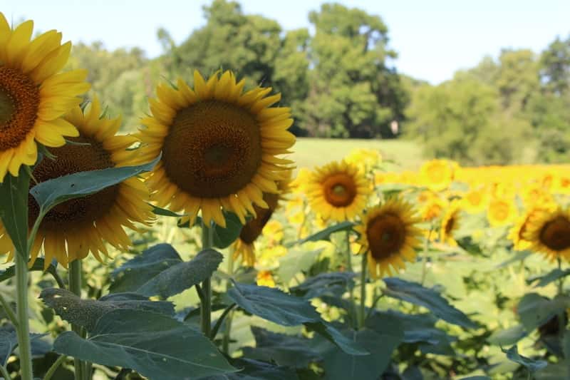 sunflowers-field-ofallon-mo