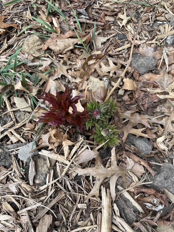 peony-bud-spring-is-coming-devotional