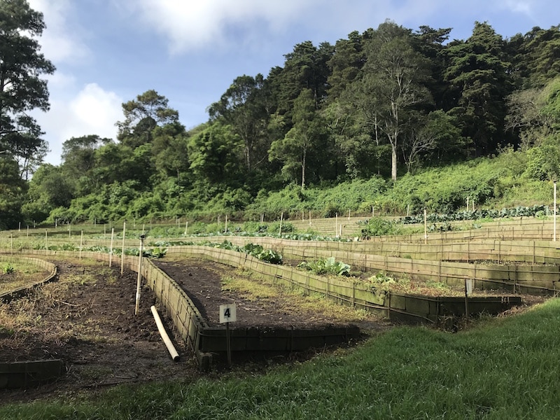 Guatemala-garden