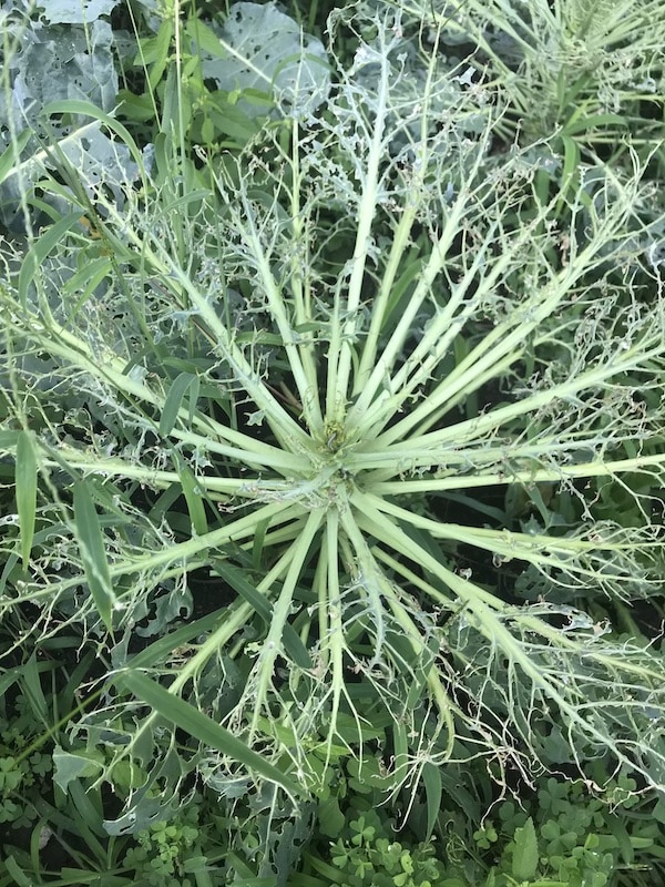 bugs-broccoli-leaves