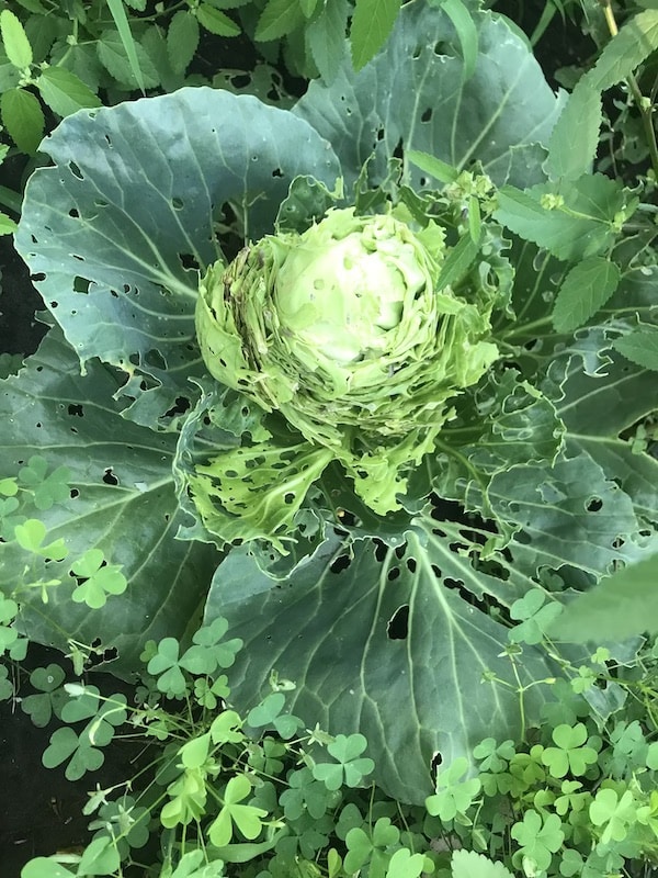 cabbage-bugs