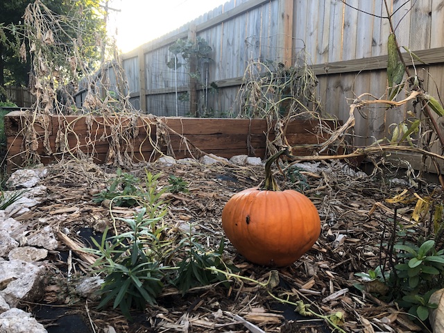 surprise-pumpkin-garden