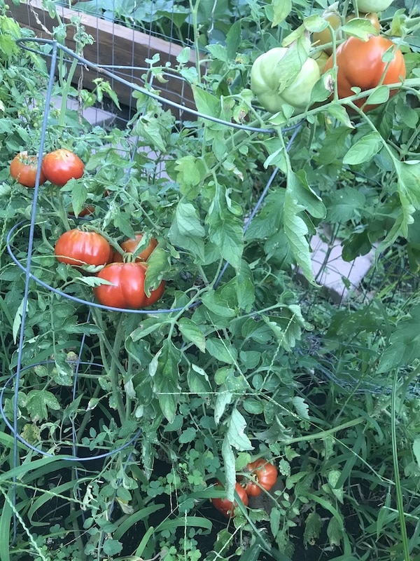 tomato-plant-ripening
